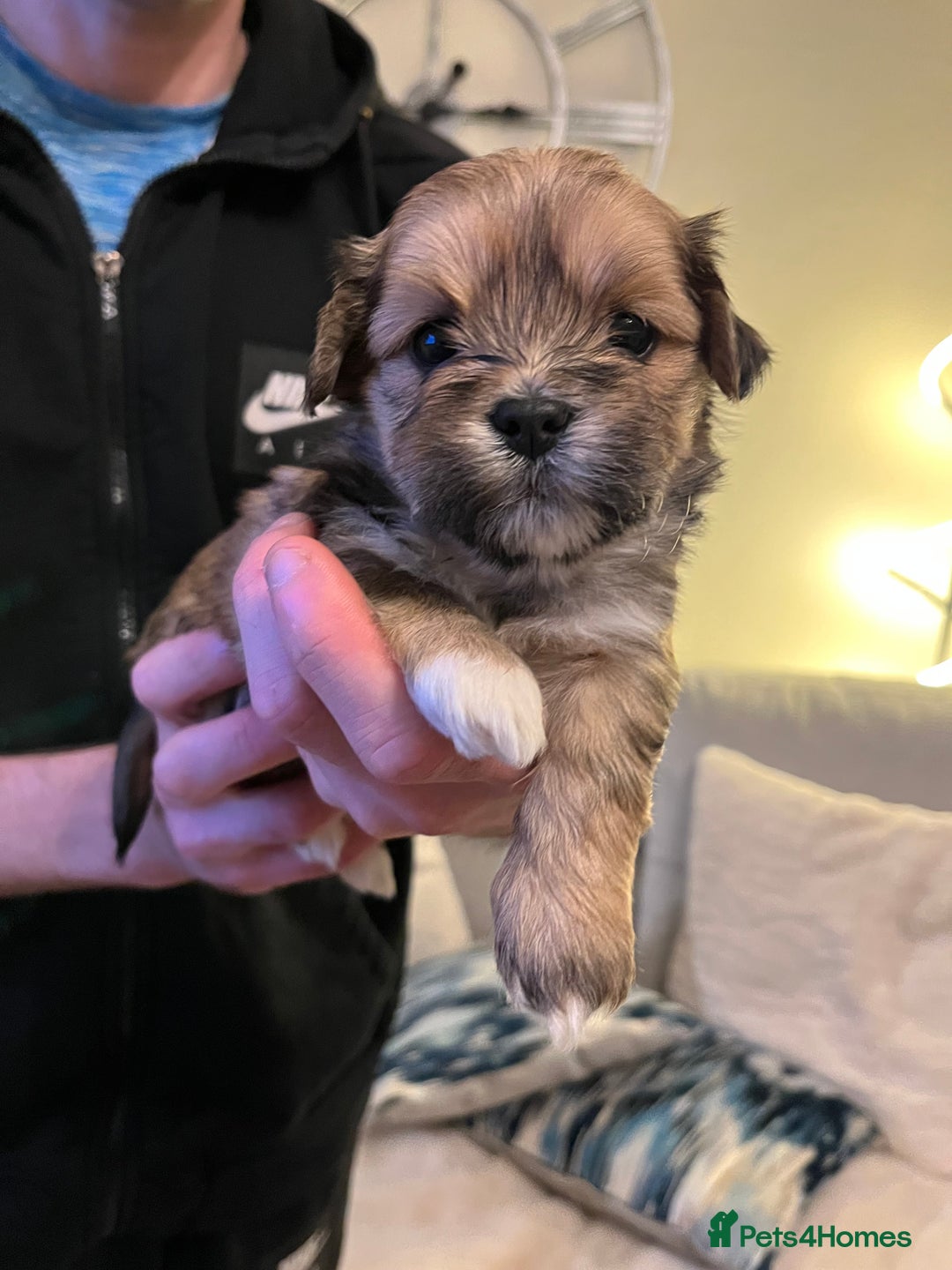 Lhasa Apso dogs for sale: Adorable pedigree Lhasa apso pups  - Image 18