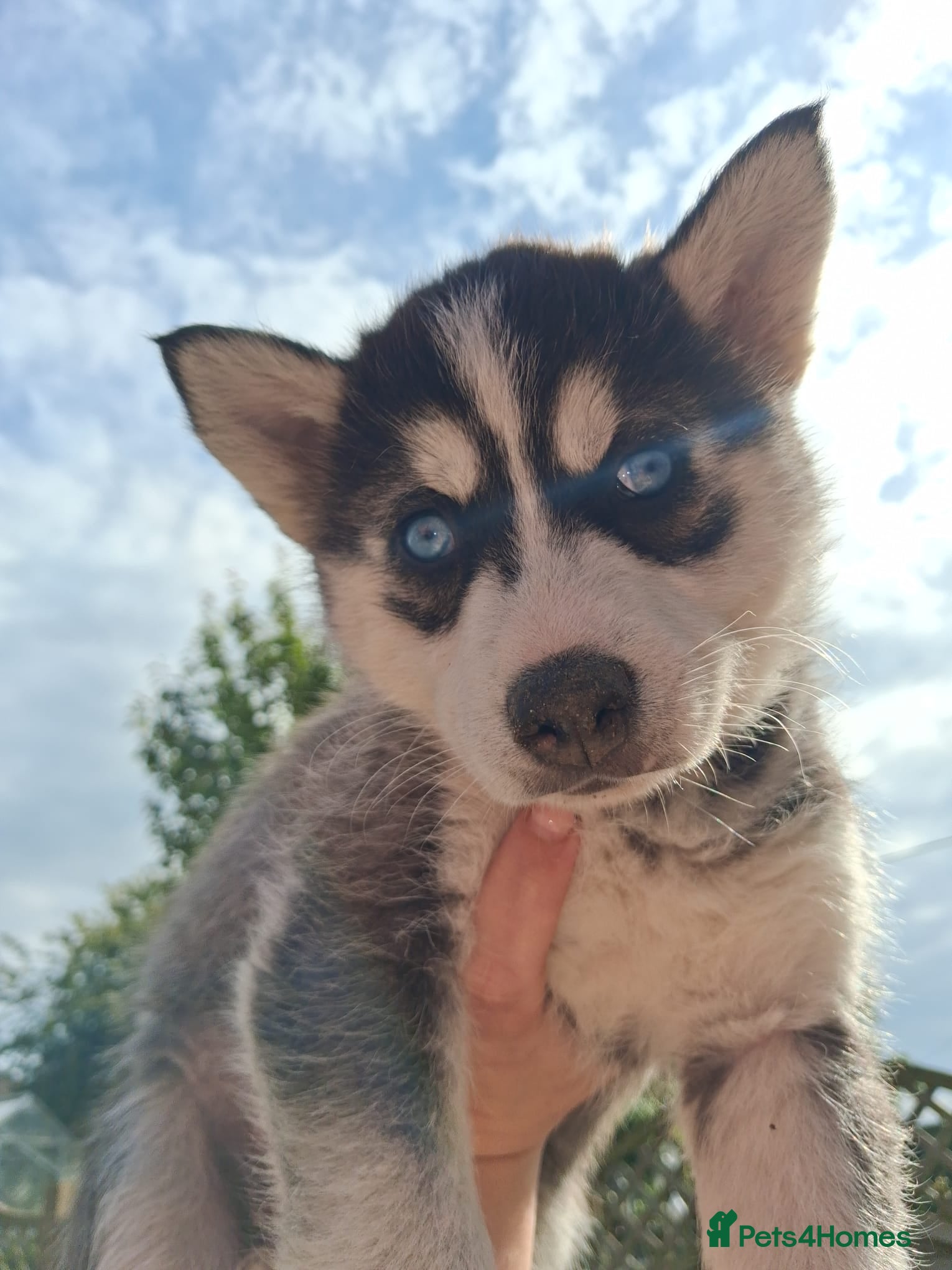 Pomsky dogs BEAUTIFUL pomsky puppies available  - Advert 1