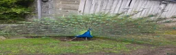 Peafowl poultry for sale: Peacocks and Peahens in Abergavenny - Advert 2