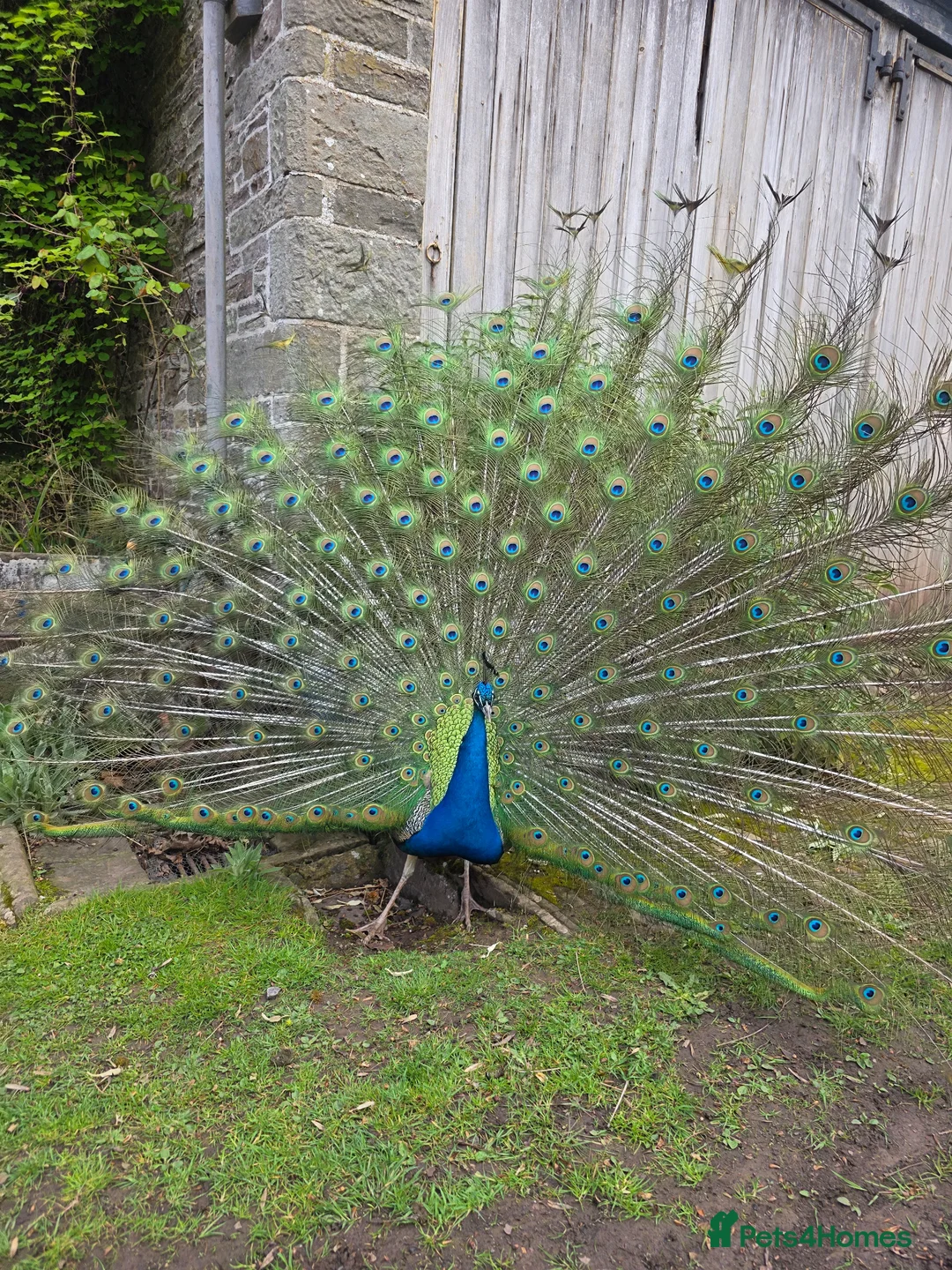 Peafowl poultry for sale: Peacocks and Peahens in Abergavenny - Advert 2
