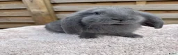 French Lop rabbits for sale: Baby French Lops ready to reserve - Advert 6