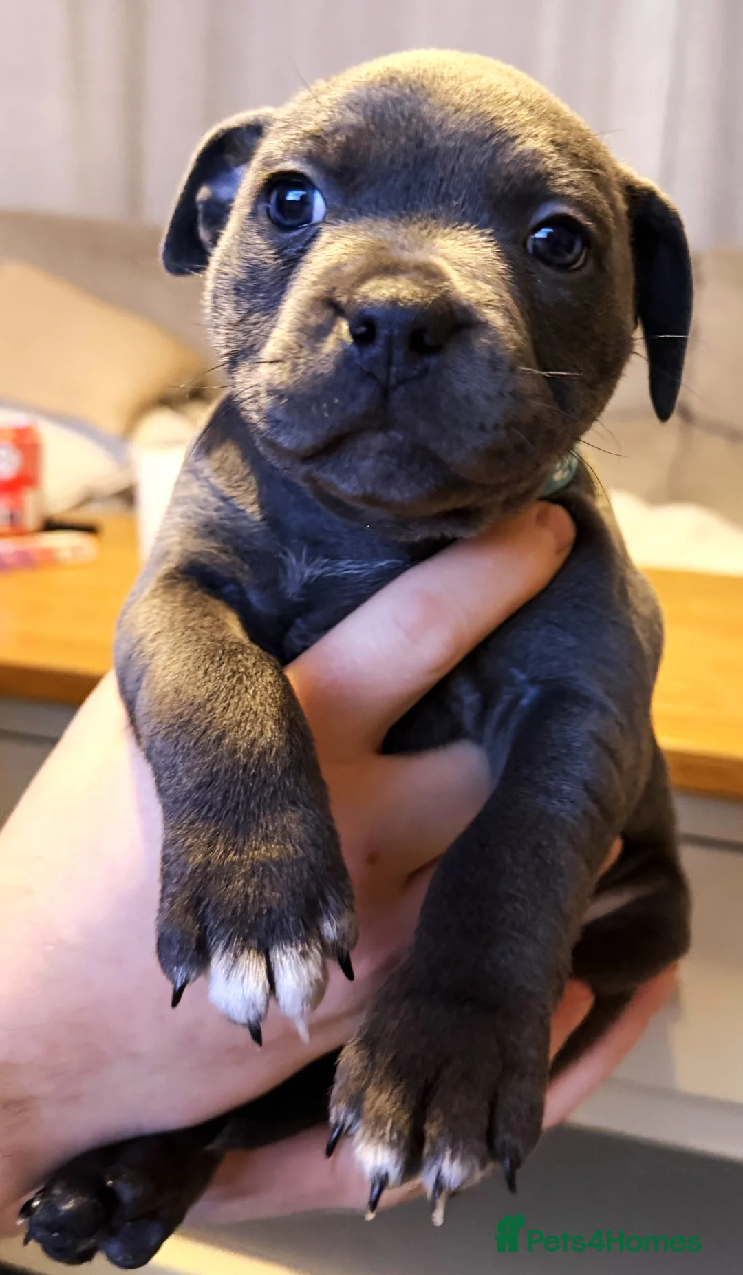 Staffordshire Bull Terrier dogs for sale: Only 1 available ; Blue Staffordshire bullterrier - Advert 28