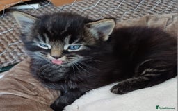 British Shorthair cats for sale: 2 beautiful little kittens ready to be loe - Image 6