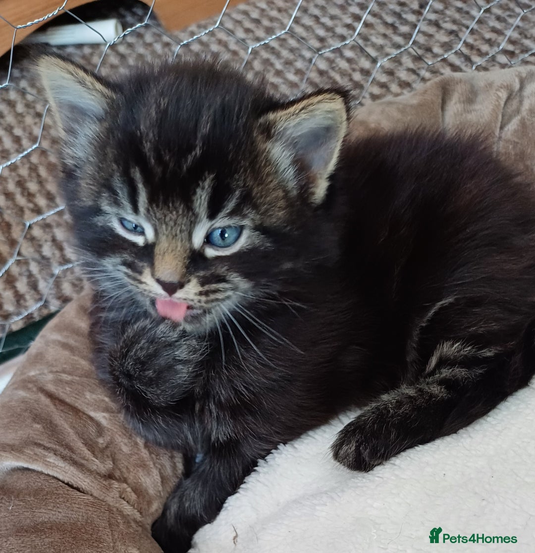 British Shorthair cats for sale: 2 beautiful little kittens ready to be loe - Image 6