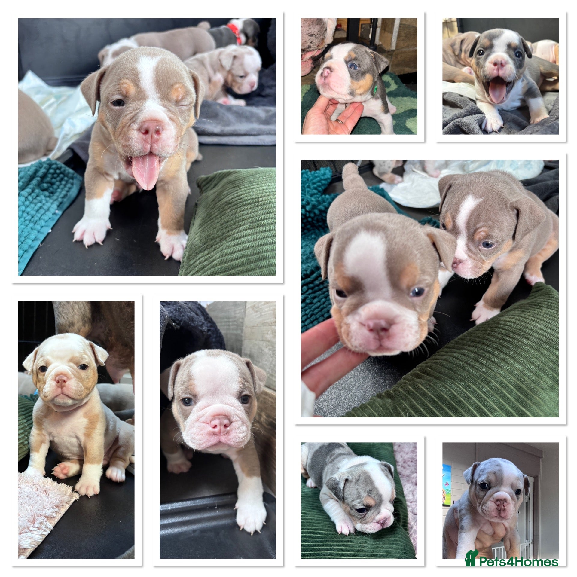 Olde English Bulldogge dogs 8 beautiful and chunky puppies amazing colours 🤩 - Advert 1
