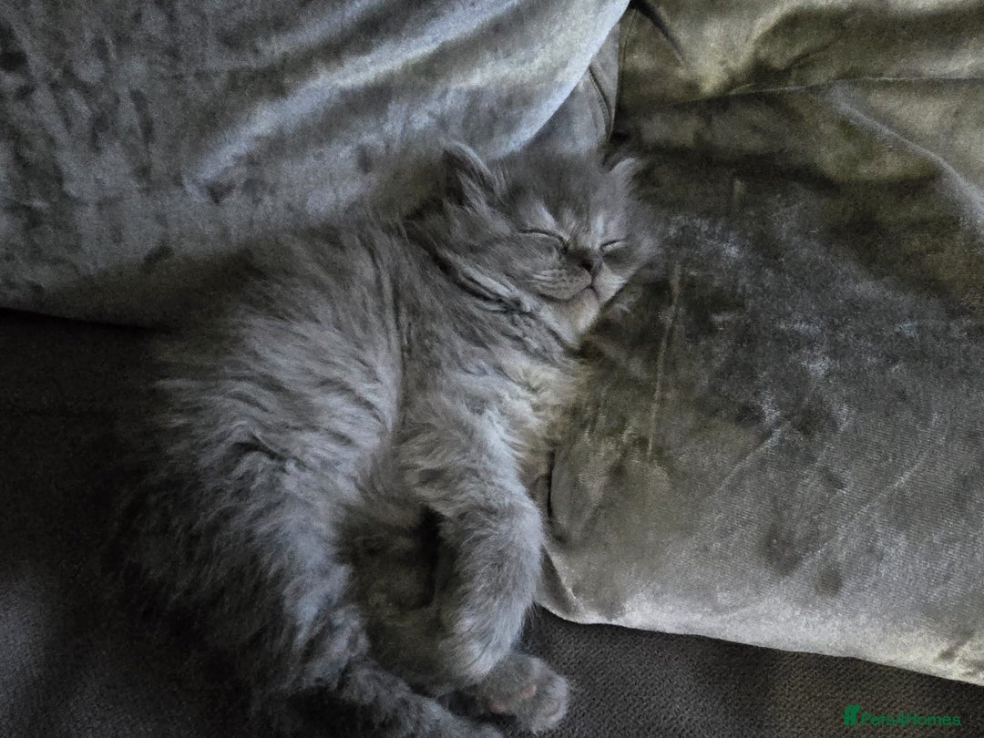 Persian cats for sale: 3 stunning Persian kittens ready now.  - Advert 8