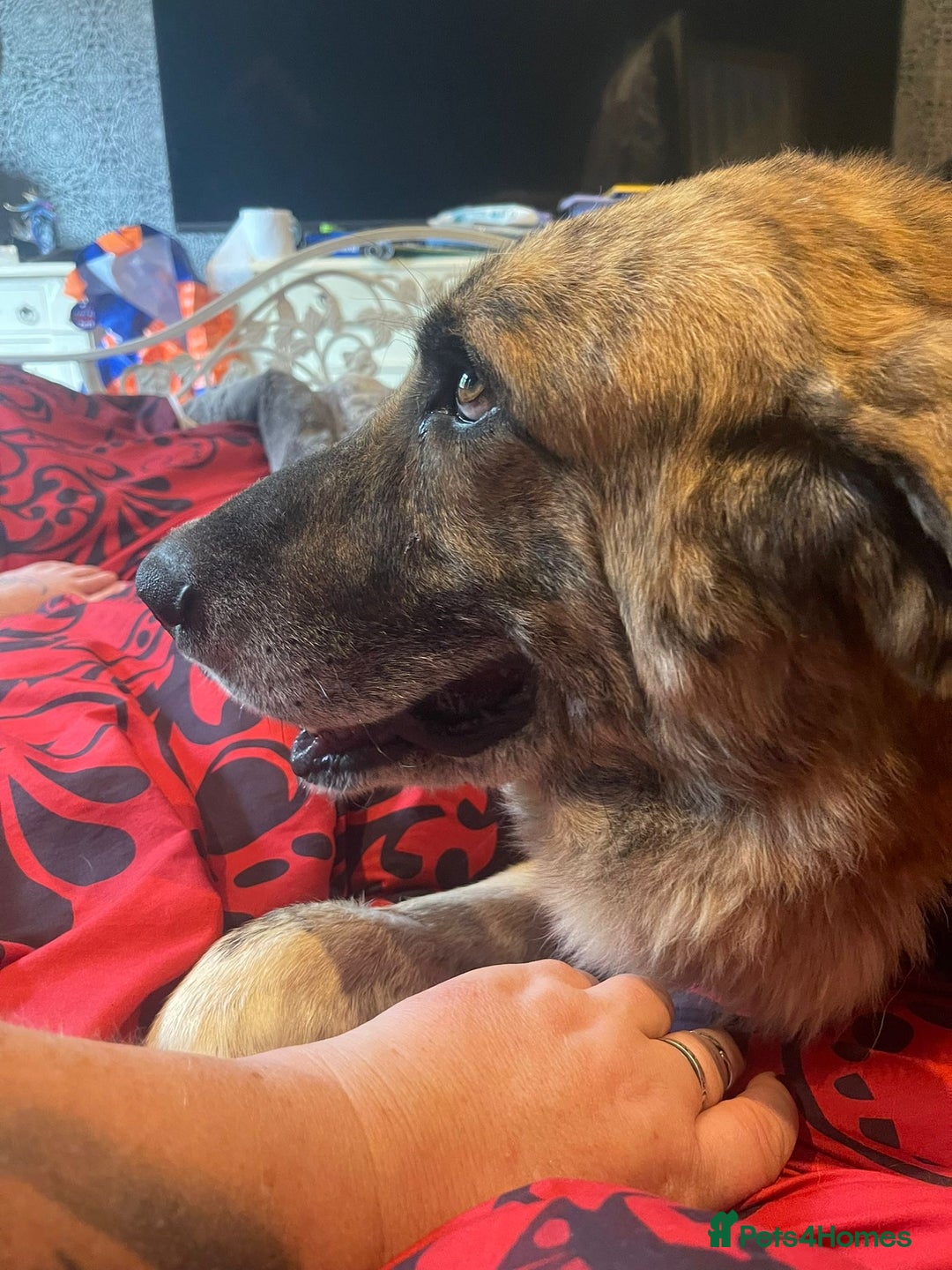 Mixed Breed dogs for adoption: 🚨 URGENT HOME NEEDED - Image 10