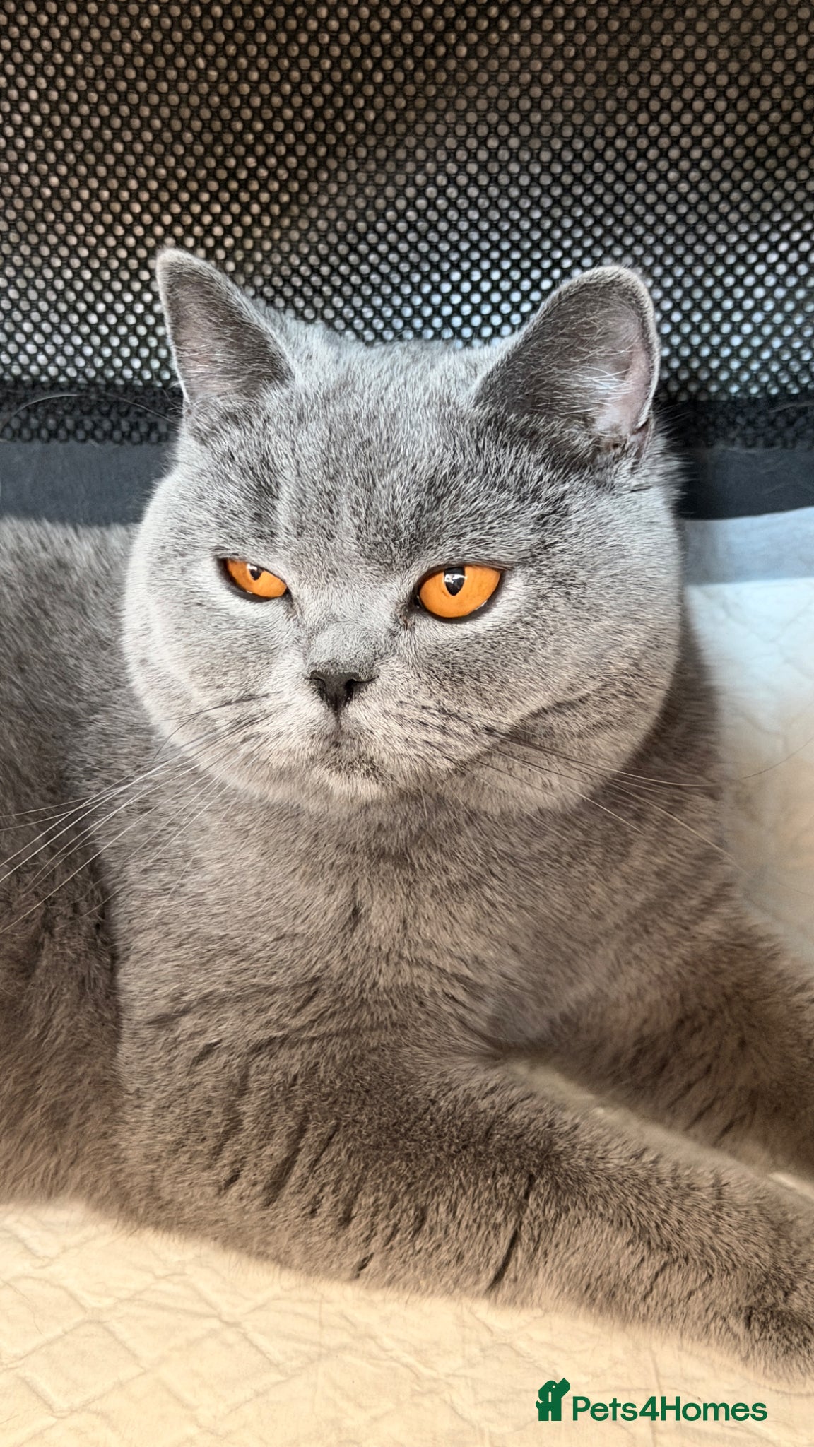 British Shorthair cats for sale: Blue BSH kittens excellent quality Tica reg - Advert 10