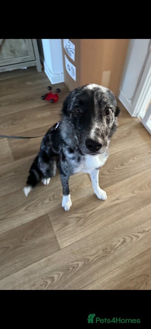 Mixed Breed dogs Reggie - 2 years old - Advert 9