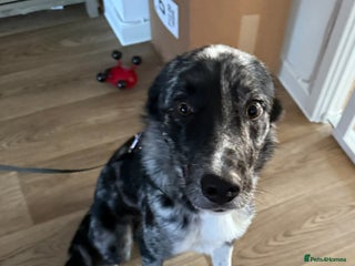 Mixed Breed dogs Reggie - 2 years old - Advert 12