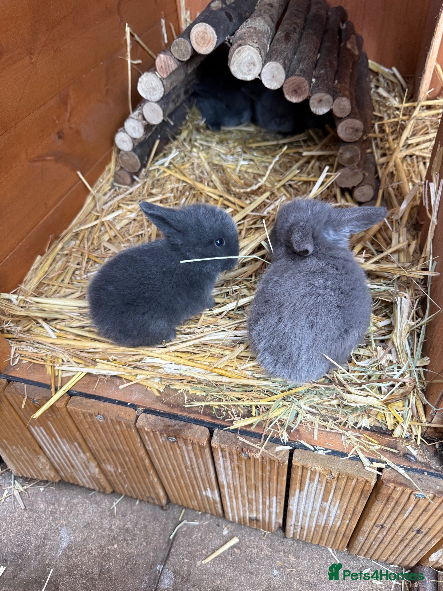 Mini Lop rabbits 6 Mini Lops - Waiting list open - Advert 2