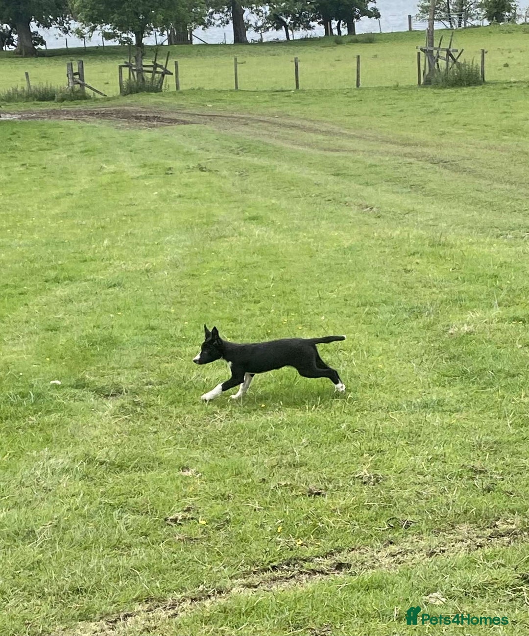 Border Collie dogs for sale: Peppa  - Image 5