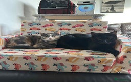 Mixed Breed cats for sale: Male and Female Kitten - Image 4