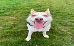 Siberian Husky dogs for stud: Siberian Husky STUD. Proven. - Image 2