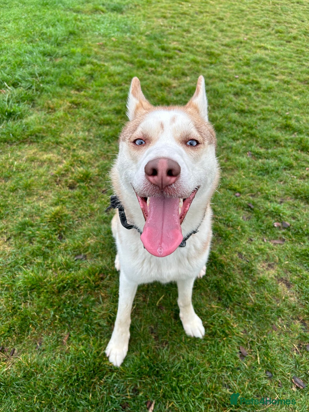 Siberian Husky dogs for stud: Siberian Husky STUD. Proven. - Image 2