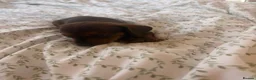 Dachshund dogs for sale: Puppies available  - Advert 7
