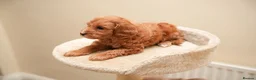 Cockapoo dogs for sale: Gorgeous Cockapoo For Sale  - Advert 14