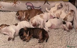 Cocker Spaniel dogs for sale: Kc registered show type cocker spaniel puppies - Image 7