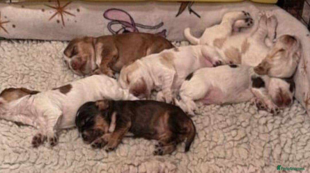 Cocker Spaniel dogs for sale: Kc registered show type cocker spaniel puppies - Image 7