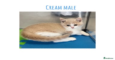 British Shorthair cats - Advert 2