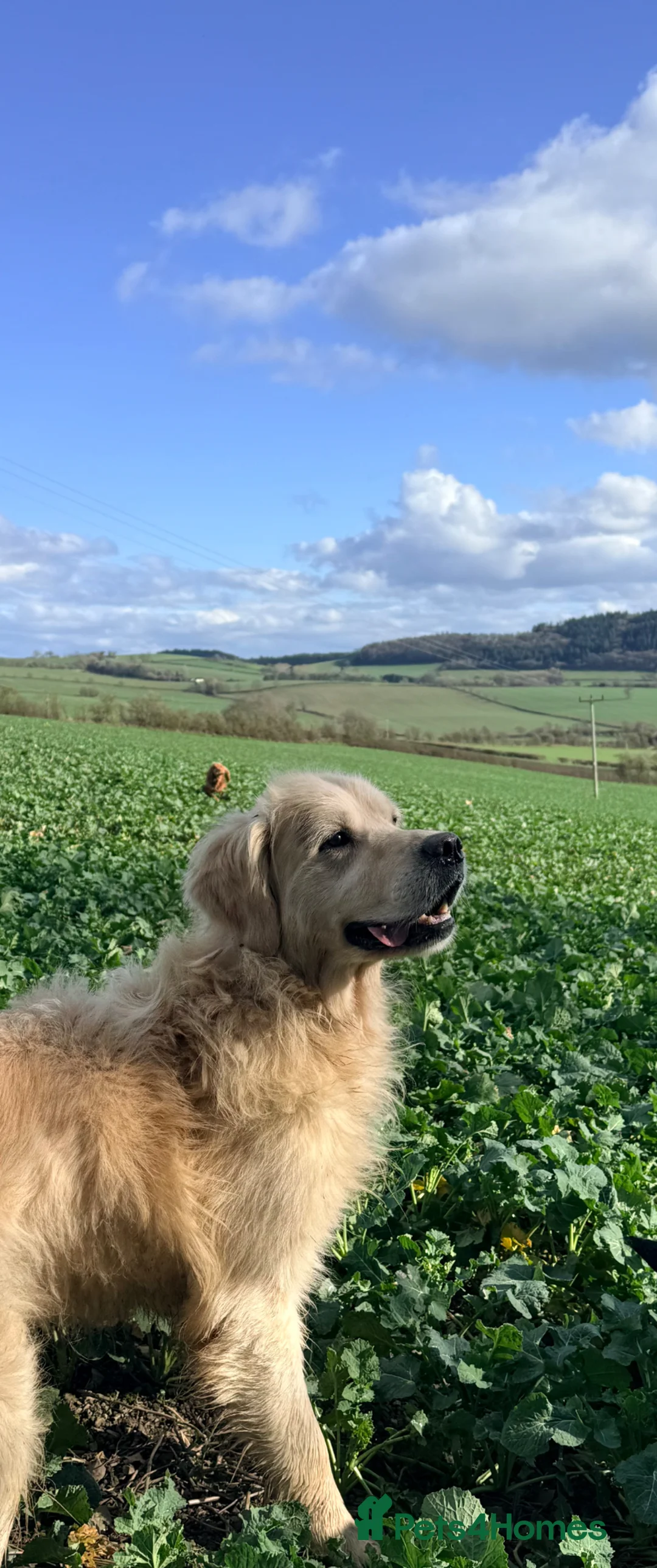 Golden Retriever dogs for sale: Exceptional Golden Retriever Puppies 🐾 - Advert 14