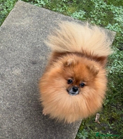 Pomeranian dogs Royal Kennel Club reg show Pomeranian puppies - Advert 2