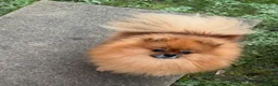 Pomeranian dogs for sale: Royal Kennel Club reg show Pomeranian puppies - Advert 2