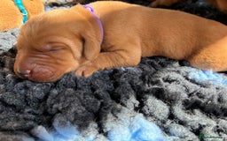 Labrador Retriever dogs for sale: Fox Red Labrador Pups, Health tested parents - Image 10