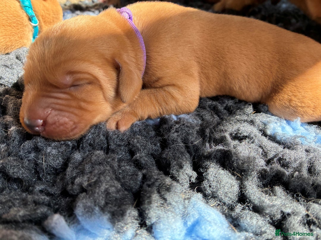 Labrador Retriever dogs for sale: Fox Red Labrador Pups, Health tested parents - Image 10
