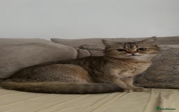 Scottish Fold cats for sale: Scottish straight cat - Image 4