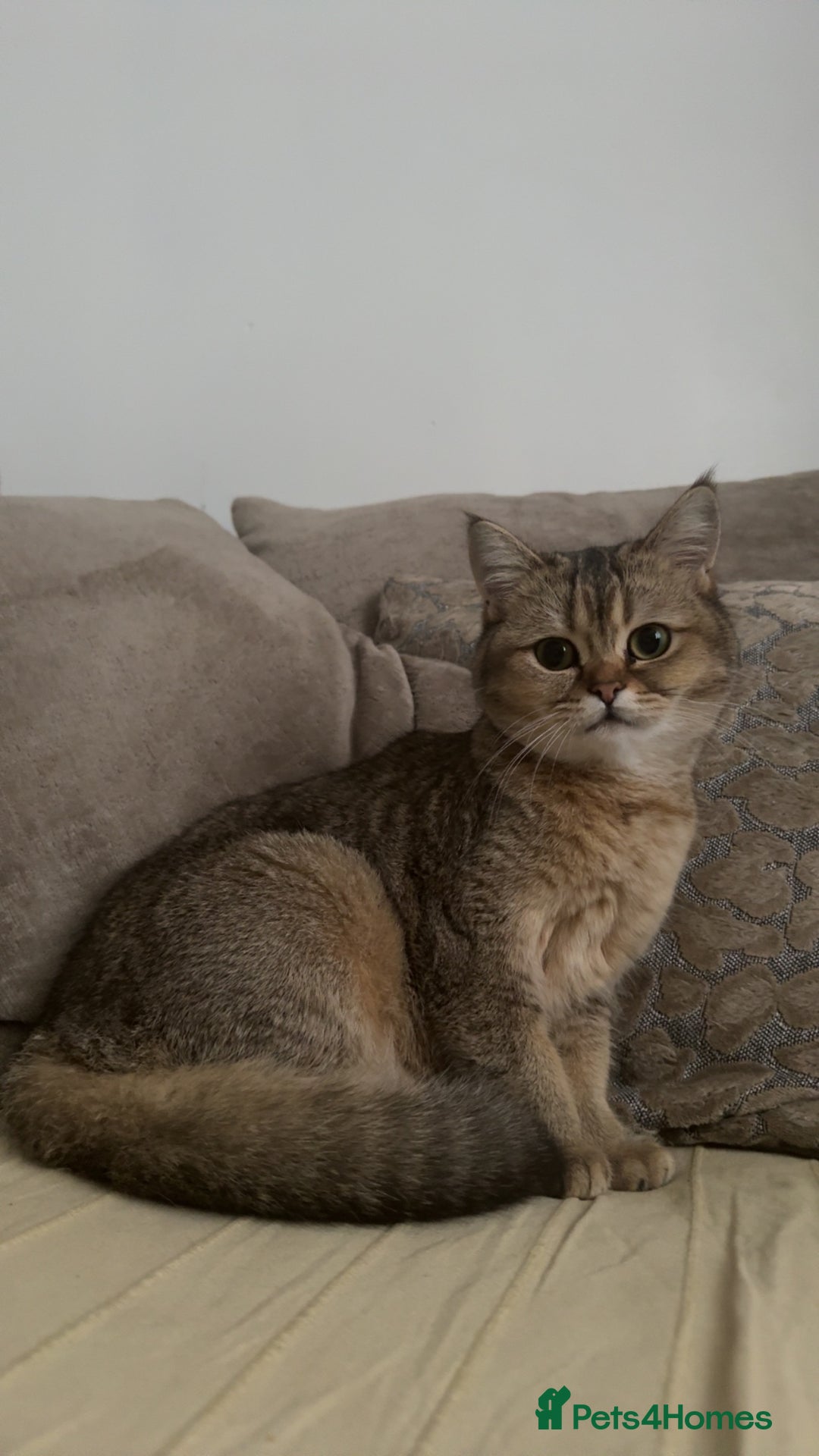 Scottish Fold cats for sale: Scottish straight cat - Image 4