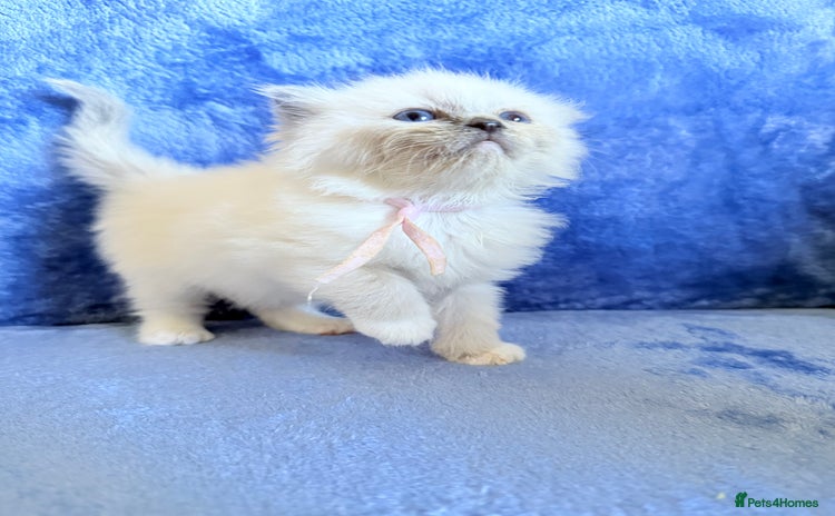 Ragdoll cats - Advert 15