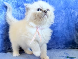 Ragdoll cats - Advert 28
