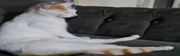 Domestic Shorthair cats for sale: 3 cats need rehoming asap  - Advert 7