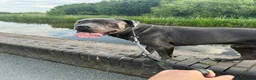 Cane Corso dogs for sale: 3 year old Cane Corso - Advert 4