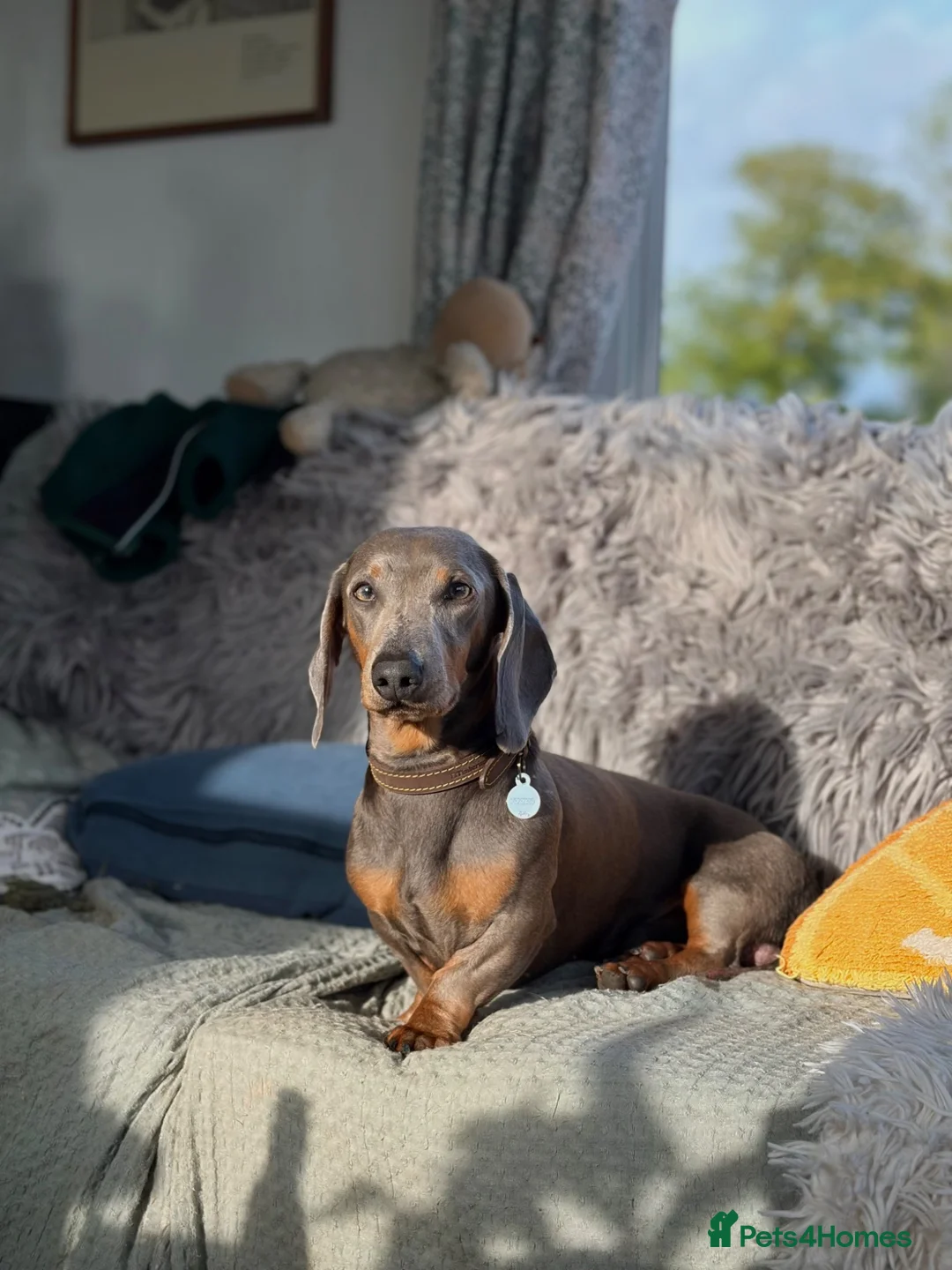 Miniature Dachshund dogs for sale: Charming Chipotle Looking For Forever Home  - Advert 2
