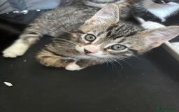 British Shorthair cats for sale: Kittens for sale in Chesterfield - Image 8