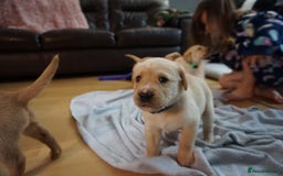 Labrador Retriever dogs for sale: READY NOW Stunning Fox red Labrador puppies - Advert 32