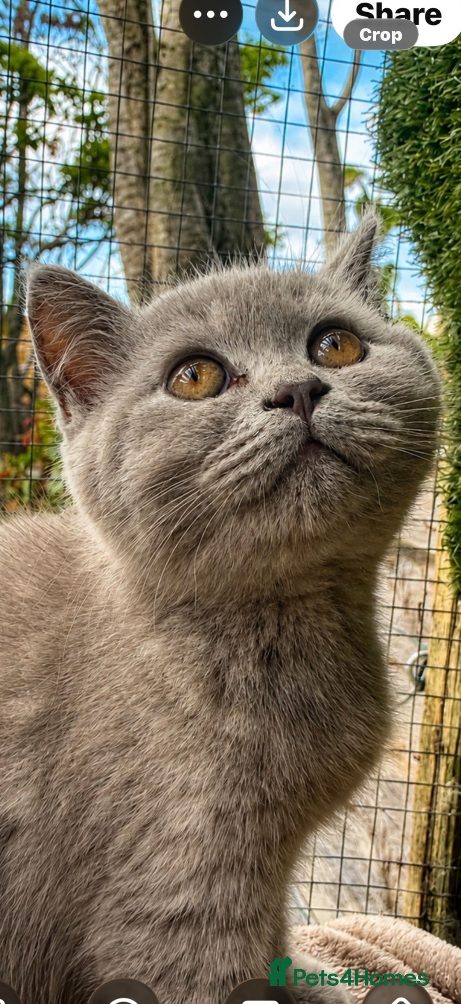 British Shorthair cats BSH Fawn & Lilac, Chocolate , Ready now  😻😻 - Advert 4