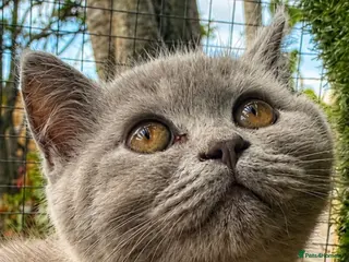British Shorthair cats BSH Fawn & Lilac, Chocolate , Ready now 😻😻 - Advert 4