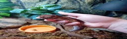 Gecko reptiles for sale: African fat tail gecko plus full set up in Poole - Advert 9