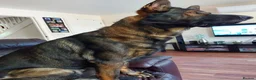 German Shepherd dogs for stud: Beautiful male GSD - Advert 4