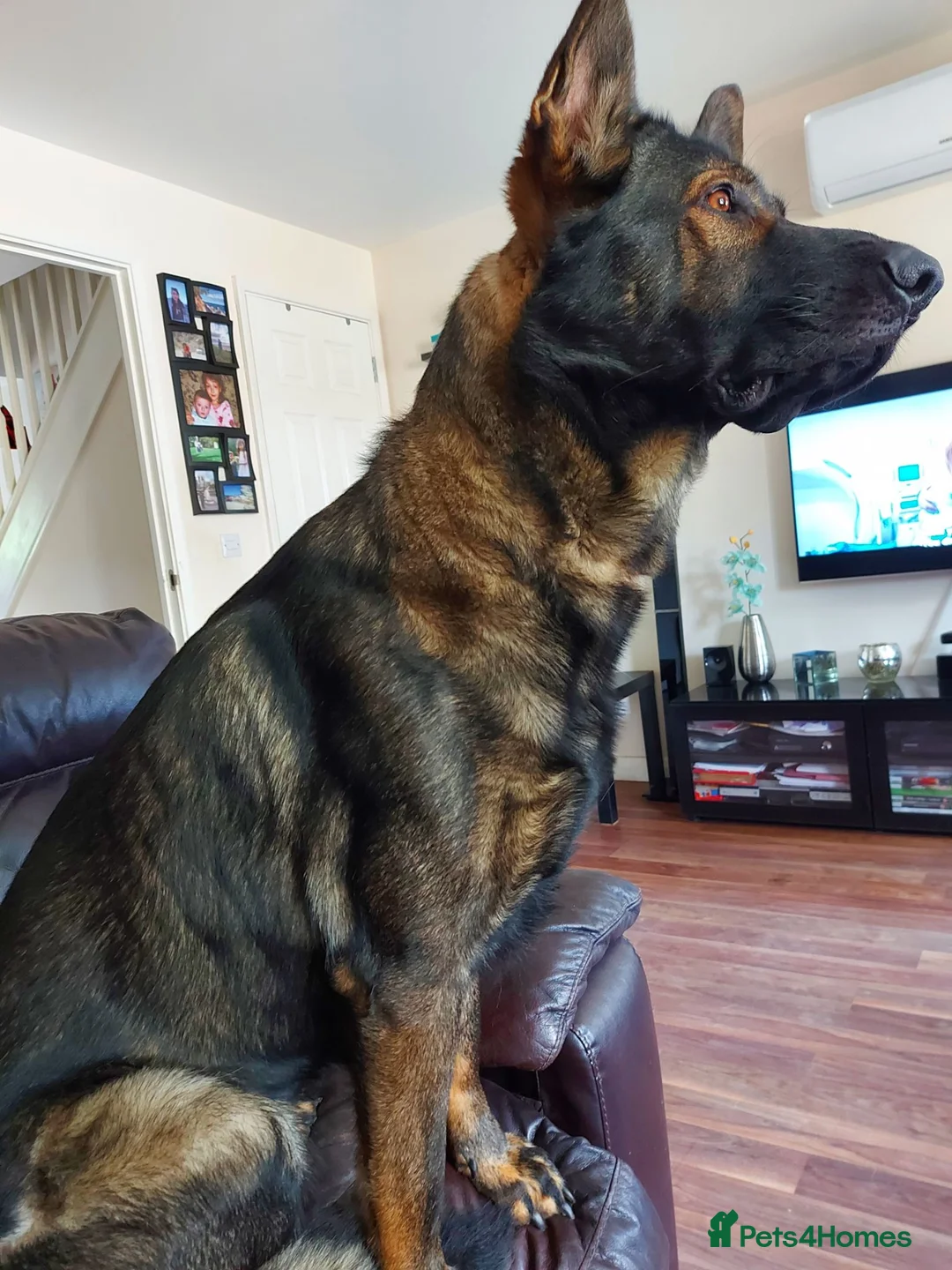 German Shepherd dogs for stud: Beautiful male GSD - Advert 4