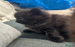 Domestic Shorthair cats for sale: GORGEOUS FLUFFY DARK TABBY KITTENS - Image 6