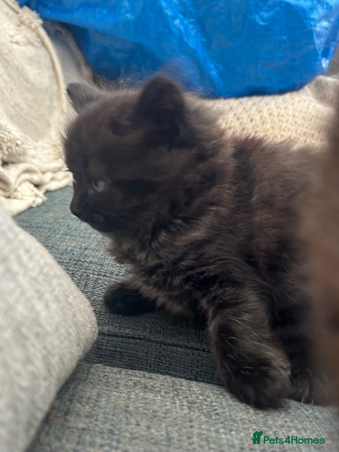 Domestic Shorthair cats for sale: GORGEOUS FLUFFY DARK TABBY KITTENS - Image 6