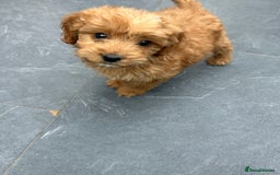 Cockapoo dogs for sale: Cockapoos  - Image 14