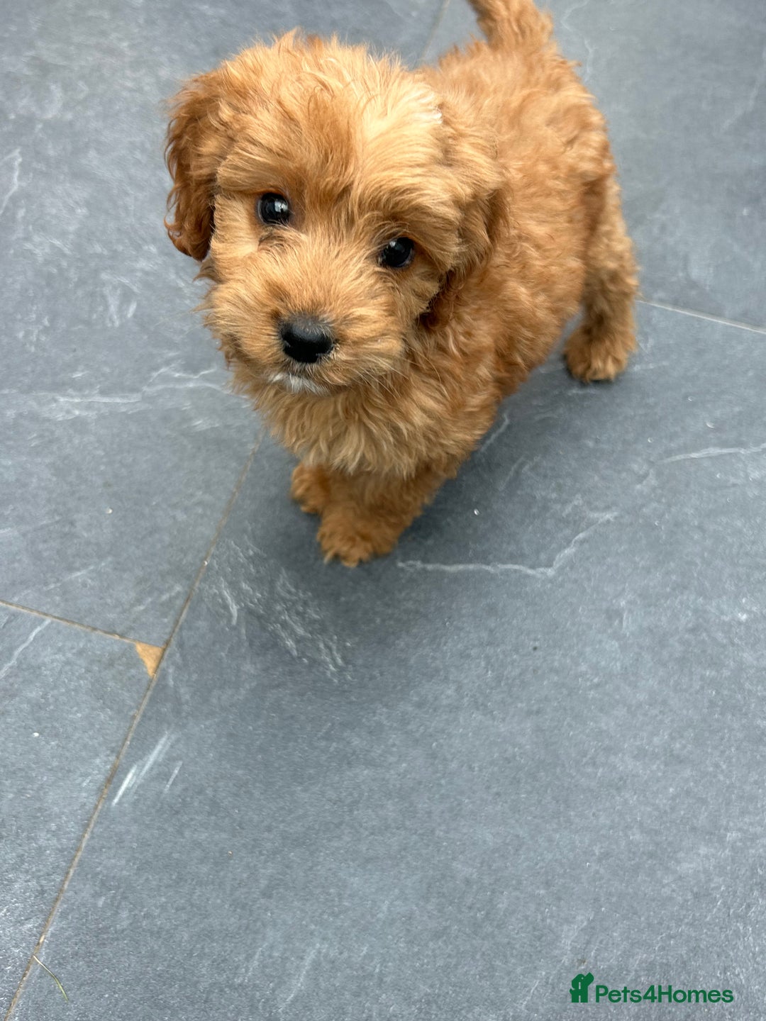 Cockapoo dogs for sale: Cockapoos  - Image 14