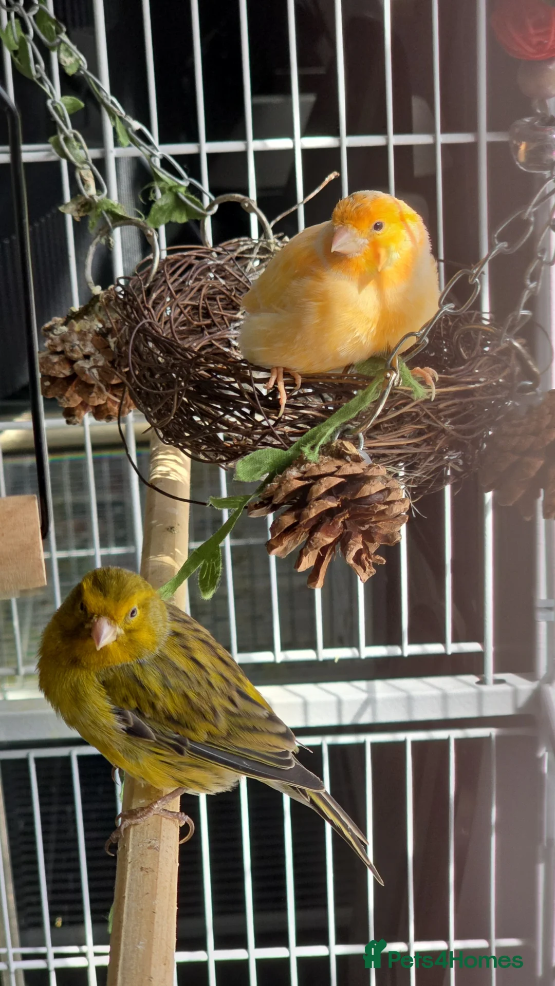 Canaries birds for sale: Canary  - Advert 2