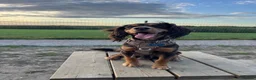 Cocker Spaniel dogs for sale: Working cocker spaniel - Advert 2