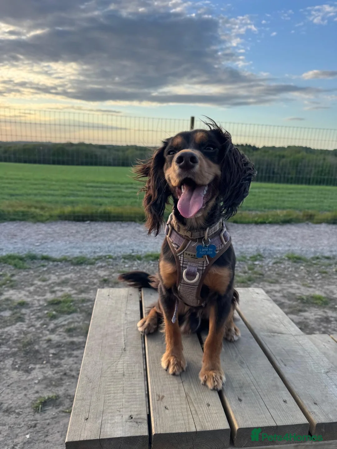 Cocker Spaniel dogs for sale: Working cocker spaniel - Advert 2